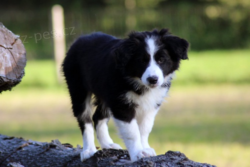 Kr�sn� �t���tka border kolie