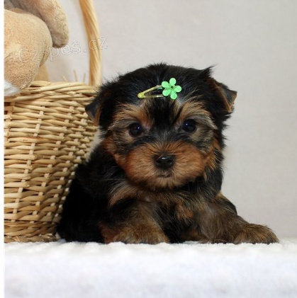 Jork��rsk� �t��ata jsou p�ipravena na nov� rodiny