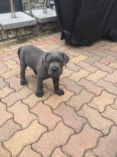 dispozici �t��ata cane corso italiano