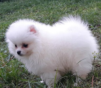 Pomeranian �t��ata jsou p�ipravena na nov� domovy.