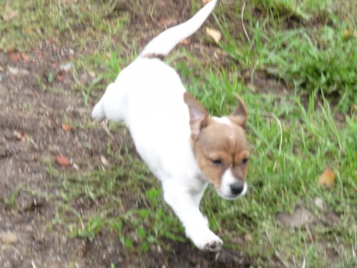 Štěňata Jack Russell Terrier zoufale touží po nových rodičích Štěňata Jack Russell Terrier zoufale touží po nových rodičích