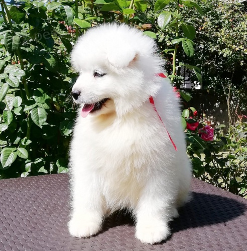 samojed chlupat� �t���tka k adopci