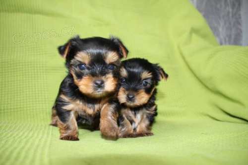 Prod�m �t��ata yorkshire teri�ra.