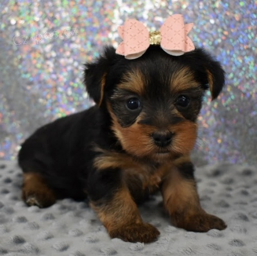 yorkie �t��ata