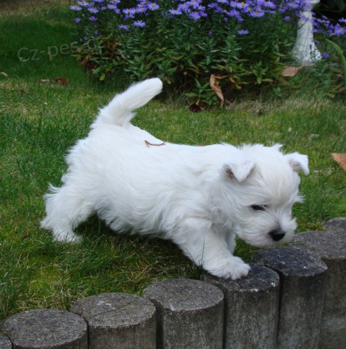 West Highland Terrier mini štěňata ochotná mít nové domovy West Highland Terrier mini štěňata ochotná mít nové domovy