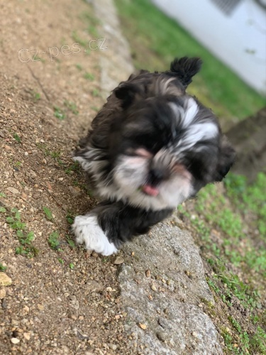 samci a samice �t��ata shih tzu zoufale pot�ebuj� co nejd��ve nov� domovy