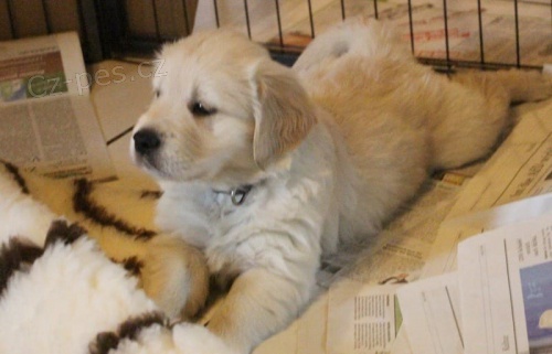 hrav� a zdrav� �t��ata zlat�ho retr�vra