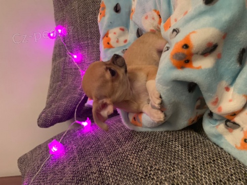 �t��ata civava zoufale tou�� po nov�ch rodi��ch