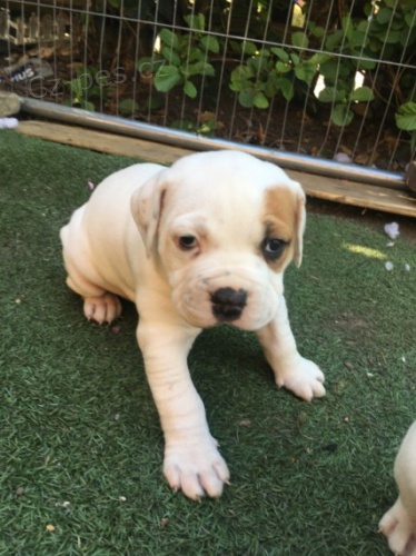 �t��ata americk�ho buldoka