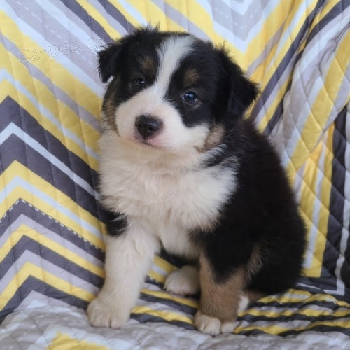 �t��ata australsk�ho ov��ka pes a fena.