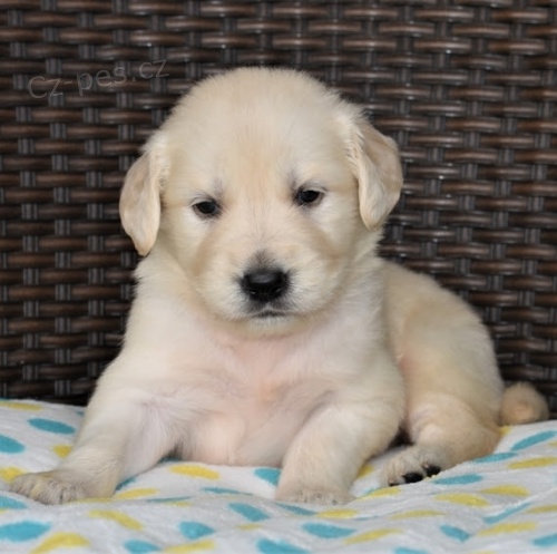 Prod�m �t��ata zlat�ho retr�vra.