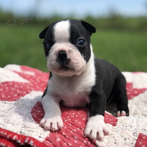 Prod�m �t��ata bostonsk�ho teri�ra