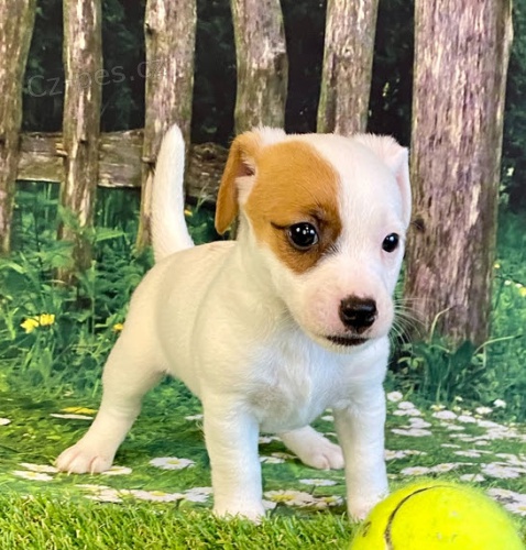 Prodám štěňata mini jack russell teriéra. Prodám štěňata mini jack russell teriéra.