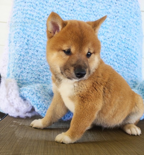 kr�sn� �t���tka mini shiba inu na prodej