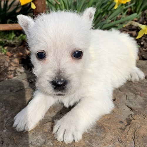 Prodám štěňata West Highland White Terriers Prodám štěňata West Highland White Terriers