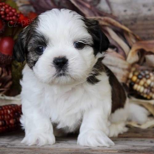 Prodám štěňata SHIH TZU Prodám štěňata SHIH TZU