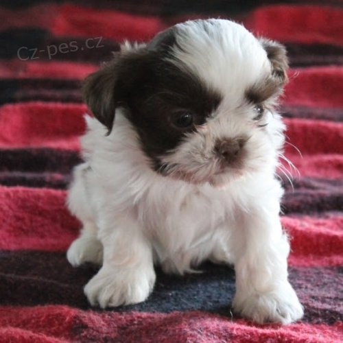 krásná a zdravá štěňata SHIH TZU na prodej krásná a zdravá štěňata SHIH TZU na prodej