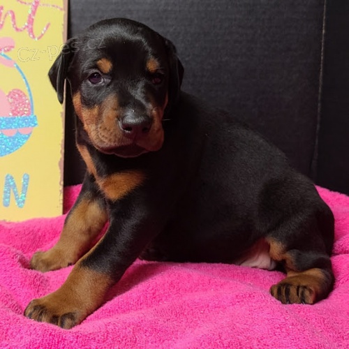 �t��ata dobrmana na prodej.