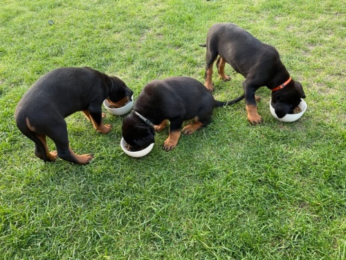 �t��ata rotvajlera