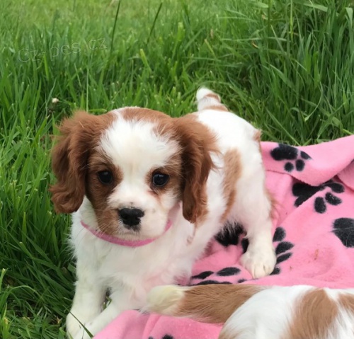 kaval�rsk� kr�l