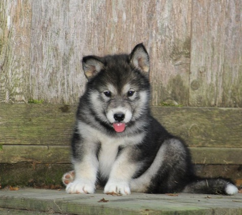 �t��ata alja�sk�ho malamuta jsou p�ipravena k adopci