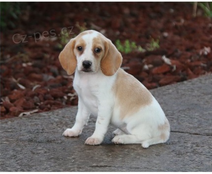 Beagle �t���tka jsou p�ipravena poznat nov� rodiny.