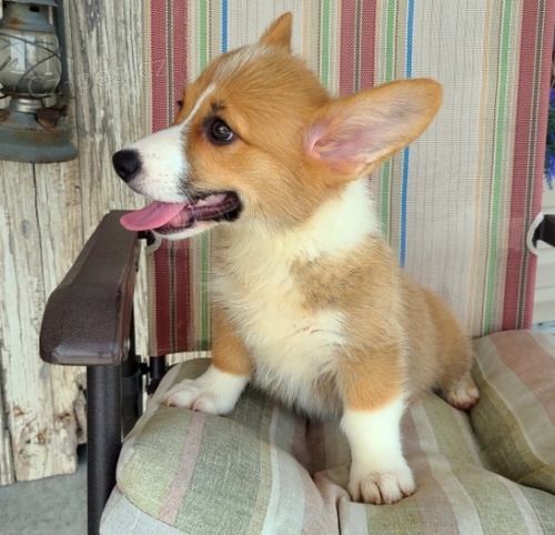 �t��ata Welsh Corgi Pembroke jsou p�ipravena na nov� rodiny.