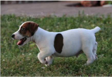 Jack Russell jsou připraveni k adopci. Jack Russell jsou připraveni k adopci.