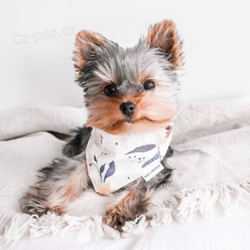 Yorkshire Terrier �t��ata k dispozici