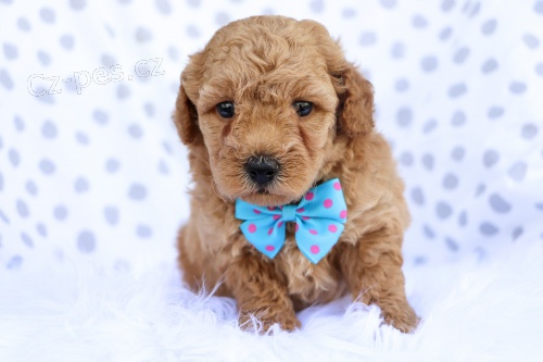 Prodám rozkošná štěňátka Bichon Poo. Prodám rozkošná štěňátka Bichon Poo.