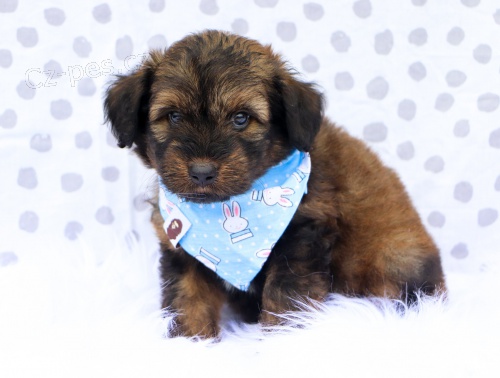MINI AUSSIEDOODLE �T��ATA na prodej.