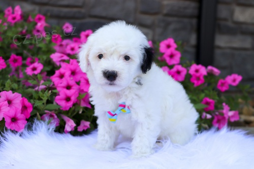 MINI SHEEPADOODLE ŠTĚŇATA na prodej. MINI SHEEPADOODLE ŠTĚŇATA na prodej.