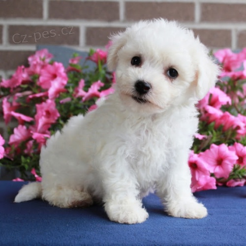 Bichon frize štěňata na prodej. Bichon frize štěňata na prodej.