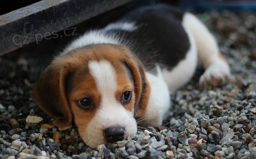 trikolorn� �t��ata Beagle.