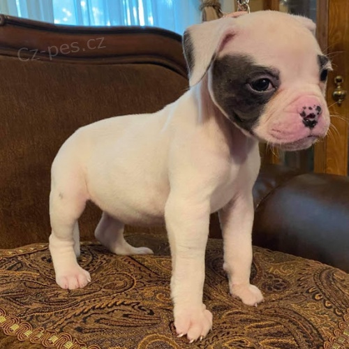 �t��ata americk�ho buldoka na prodej.