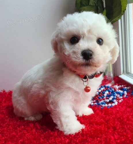 Štěňata Bichon Frise jsou k dispozici a připravena k prodeji. Štěňata Bichon Frise jsou k dispozici a připravena k prodeji.