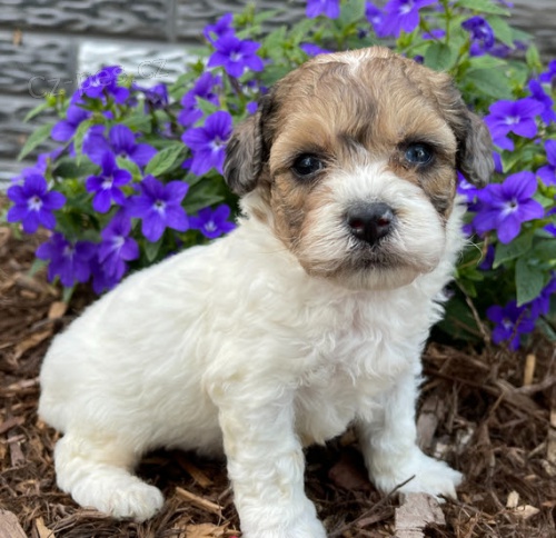 Prodám krásná a andělská štěňata bichon poo Prodám krásná a andělská štěňata bichon poo