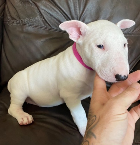 kr�sn� �t��ata anglick�ho bulteri�ra na prodej.