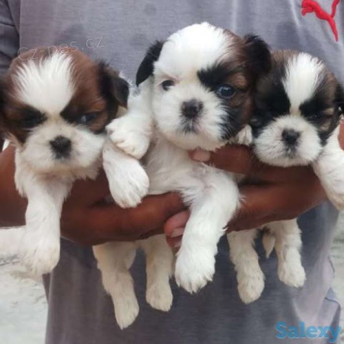 Prodám štěňata SHIH TZU Prodám štěňata SHIH TZU