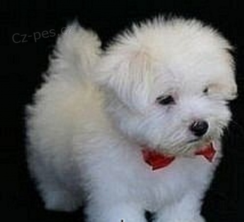 Maltezák psík a fenka. Maltezák psík a fenka.