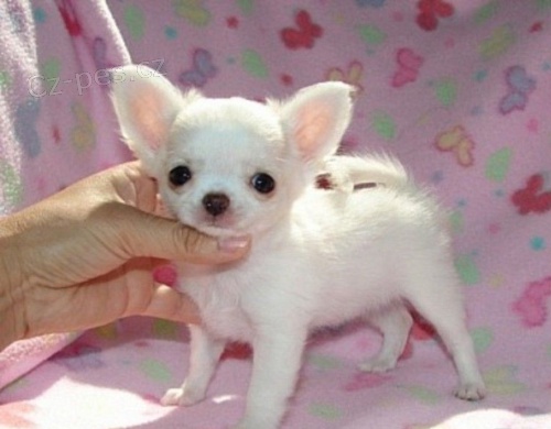 �ivava kr�tkosrst� mini 