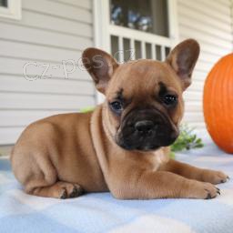 Rozkošná štěňátka jsou připravena k prodeji a novým rodinám. Rozkošná štěňátka jsou připravena k prodeji a novým rodinám.