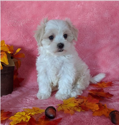 Rozkošná štěňátka jsou připravena k prodeji a novým rodinám. Rozkošná štěňátka jsou připravena k prodeji a novým rodinám.