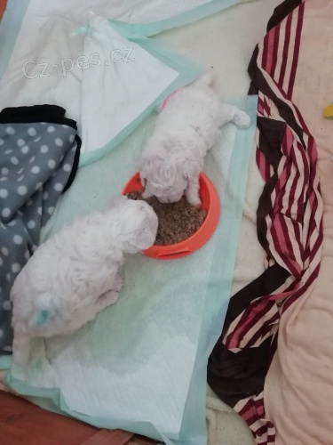 Bichon Frisé ; Bisonek ,pro skutečné domovy. Bichon Frisé ; Bisonek ,pro skutečné domovy.