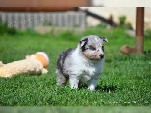 (Sheltie) dispozici jsou štěňata shetlandských ovčáků (Sheltie) (Sheltie) dispozici jsou štěňata shetlandských ovčáků (Sheltie)