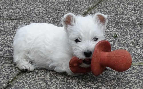West Highland Terrier mini štěňata ochotná mít nové domovy West Highland Terrier mini štěňata ochotná mít nové domovy