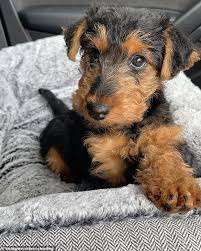 Airedale teriér pro nové domovy Airedale teriér pro nové domovy