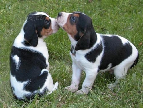 štěňata  beagle, zoufale potřebující nové domovy, ne na prodej, šťastný nový rok. štěňata  beagle, zoufale potřebující nové domovy, ne na prodej, šťastný nový rok.