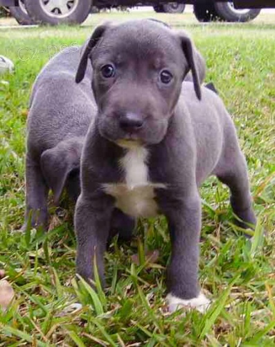 blue lacy modré krajkové štěňata k dispozici blue lacy modré krajkové štěňata k dispozici