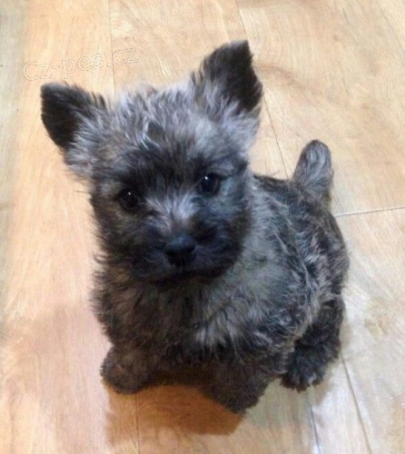štěňata mini cairn teriéra k adopci štěňata mini cairn teriéra k adopci
